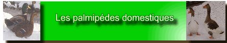 annoncespalmipedesdomestques_htm_smartbutton1.gif