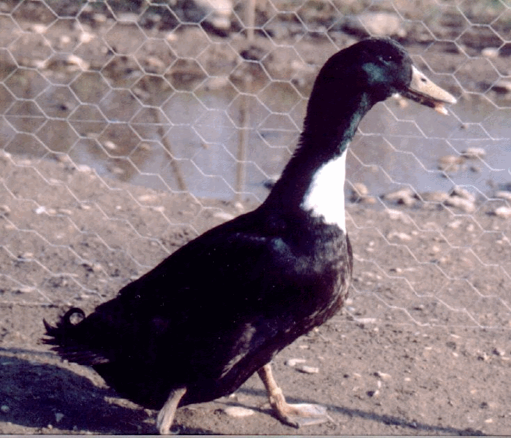 img9.gif