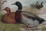 img4.gif